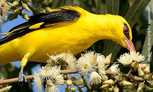 Иволга кормится в кронах деревьев, на земле