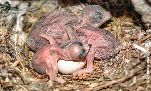 Гнездо стрижа с птенцами в щели здания