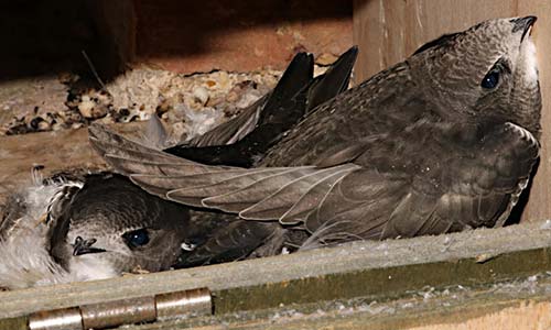 Cтрижи в гнезде