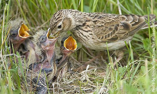 Птенец полевого жаворонка в гнезде. Гнездование на земле
