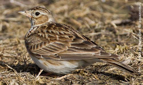 Полевой жаворонок (Alauda arvensis) на лугу. Оперение с пестринами для маскировки