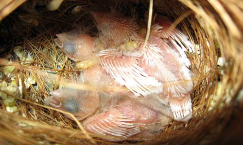 9-дневные птенцы зебровой амадины