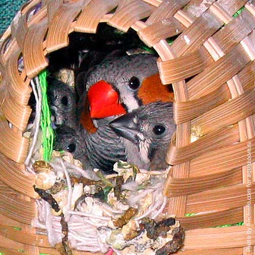 Размножение зебровой амадины