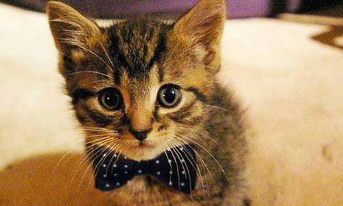 Как выбрать кошку