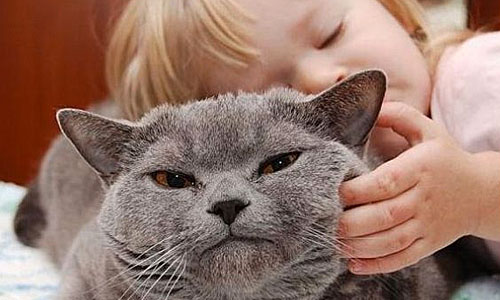 Осязание кошек