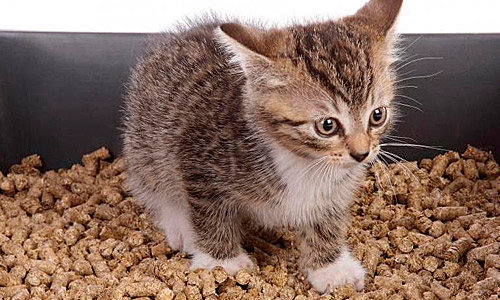 Наполнитель для кошачьего туалета