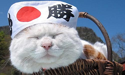 Топ-50 имён для кошек