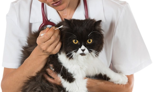 Как чистить уши кошке