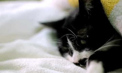 Стерилизация кошки: нюансы процедуры