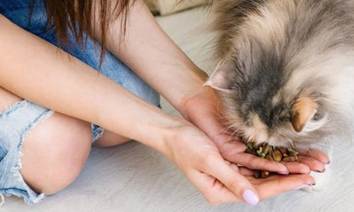 Такой разный корм Роял Канин