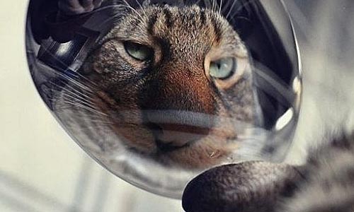 Кошка в ложке