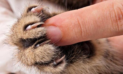 Штраф за удаление когтей у кошек