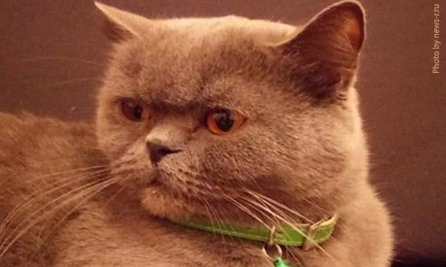 Продам кошку за 15 млн рублей