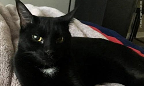 Кот Джои спас хозяина