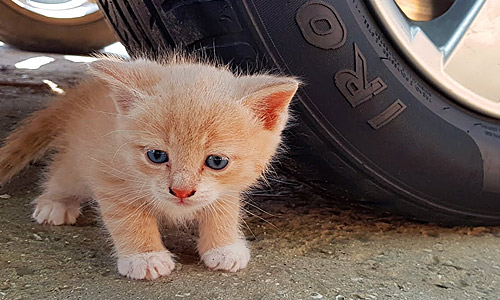 На выставку со справкой