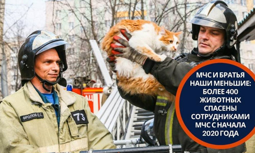 За 2020 год сотрудники МСЧ спасли 400 животных