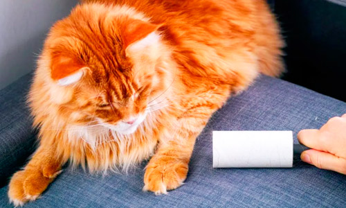 Как бороться с кошачьей шерстью