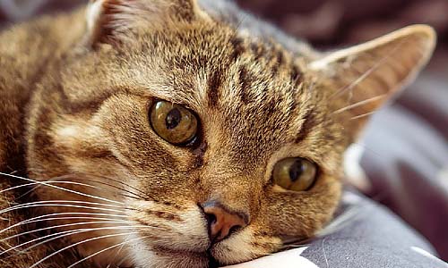 Депрессия у кошек