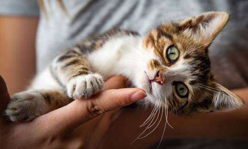 Социализация котёнка