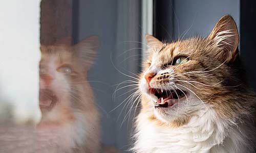 Почему кошки стрекочут при виде птиц