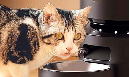 Полный гид по автокормушкам для кошек