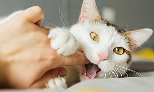 Почему кошки кусаются