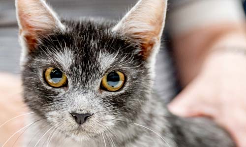 Трансильванская кошка