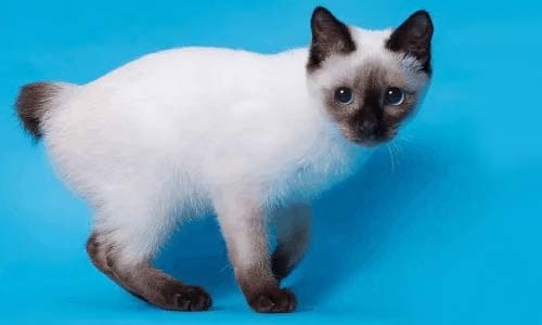 Скиф-той-боб: самая маленькая кошка в мире