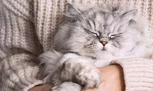 Кошки-липучки: породы, которые не отходят от хозяина