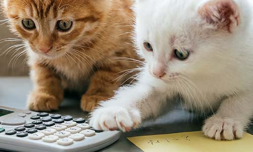 Калькулятор возраста кошки на человеческий