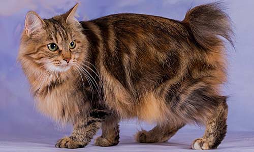 Бобтейлы: четыре породы кошек