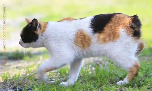 Японский бобтейл, Japanese Bobtail