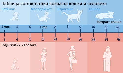 Таблица соответствия возраста кошки и человека