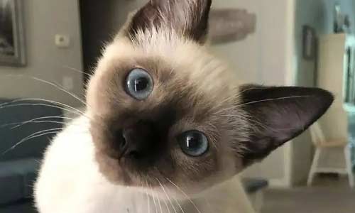 Сиамский котёнок