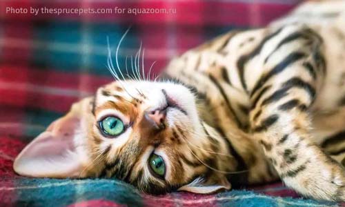 Какую американскую породу кошек выбрать