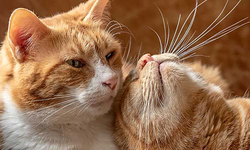 Кошки общаются друг с другом тактильно
