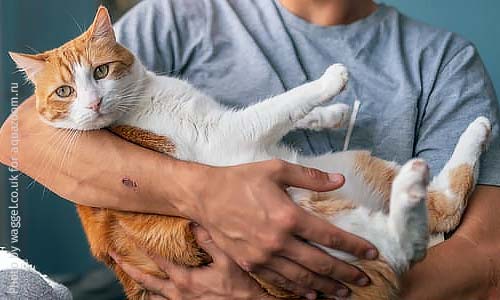 Симптомы депрессии у кошек