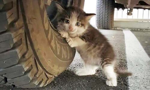 Как приучить кошку к машине