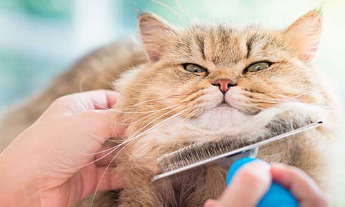 Груминг кошки