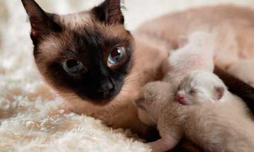 Котята рождаются с острым обонянием