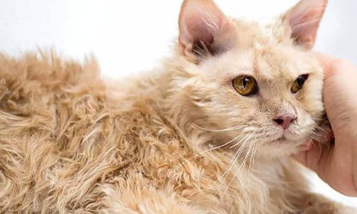 Теннессийский рекс, Tennessee Rex