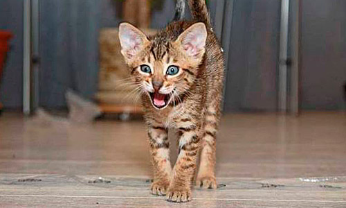 Котёнок джунгала