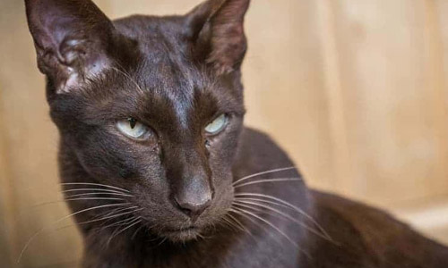 Котёнок породы гавана браун