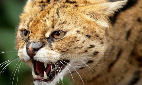 Сервал, Leptailurus (Felis) serval