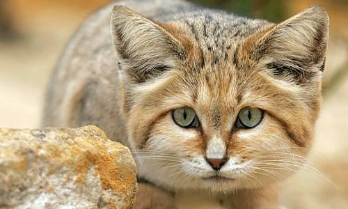 Пустынная кошка, Felis margarita
