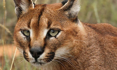 Каракал, Caracal caracal