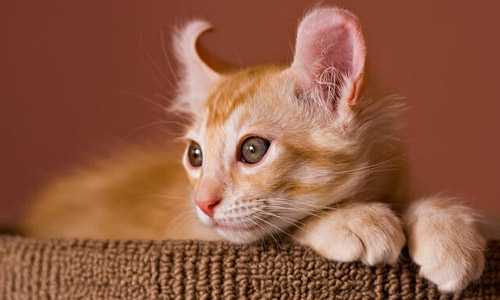 Американский керл, American curl Американский керл, American curl