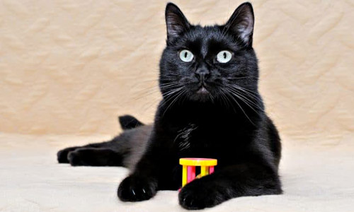 Бомбейская кошка, Bombay cat Бомбейская кошка, Bombay cat