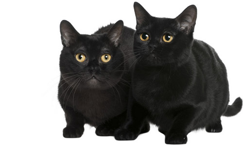 Бомбейская кошка, Bombay cat Бомбейская кошка, Bombay cat