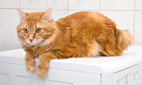 Японский бобтейл, Japanese Bobtail